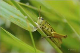 <p>SARANČE MOKŘADNÍ (Stethophyma grossum) Šluknovsko, Království ----- /Large marsh grasshopper - Sumpfschrecke/</p>